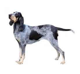 grand bleu de gascogne