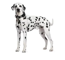 dalmatian