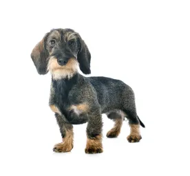 dachshund_wire_mini