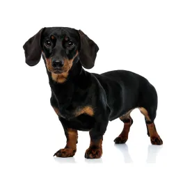 dachshund_wire_mini