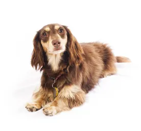Dachshund (Miniature Long-Haired)