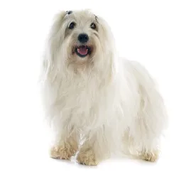 Coton De Tulear