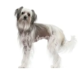Chinese Crested