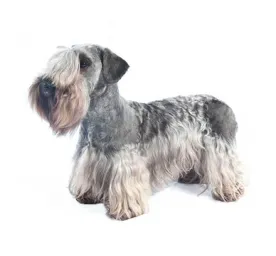 Cesky Terrier