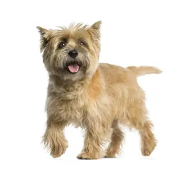 Cairn Terrier