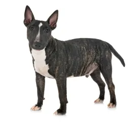 Bull Terrier Miniature