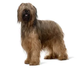 Briard