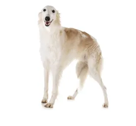 Borzoi