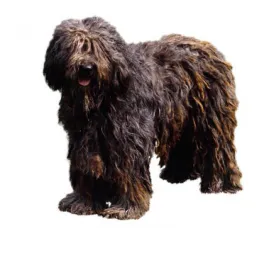 Bergamasco