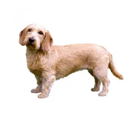 Basset Fauve de Bretagne