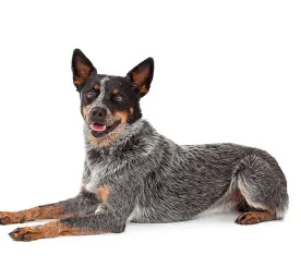 Australian Cattle Dog