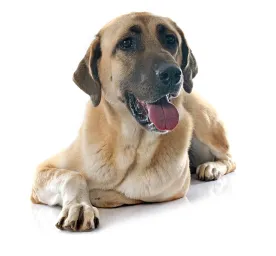 Anatolian Shepherd Dog
