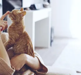 Berapa Lama Kucing Hidup