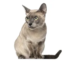 Tonkinese
