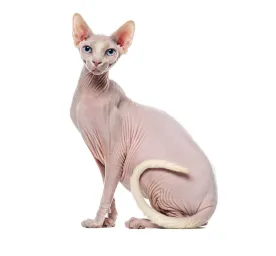 Sphynx
