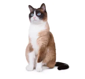 Snowshoe