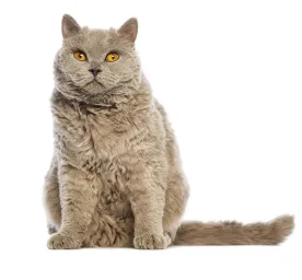 Selkirk_rex