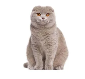 Scottish Fold