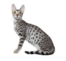 Savannah