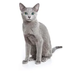 Russian_blue