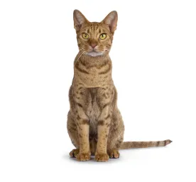 Ocicat