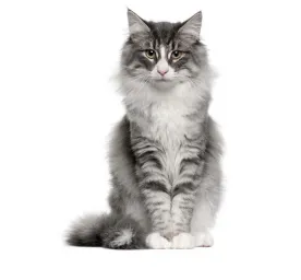 Norwegian_forest