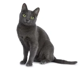 Korat