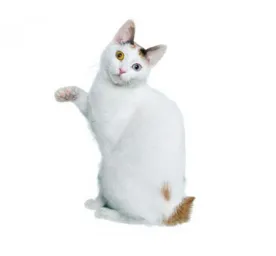 Japanese_bobtail_shorthair