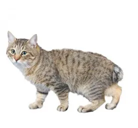 Japanese_bobtail_longhair