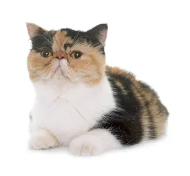 Exotic_shorthair