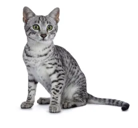 egyptian mau