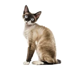 devon rex