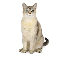 Burmilla
