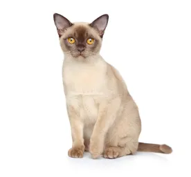 burmese