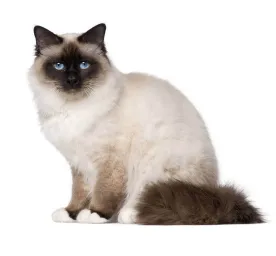 Birman