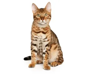 bengal