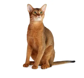 Abyssinian