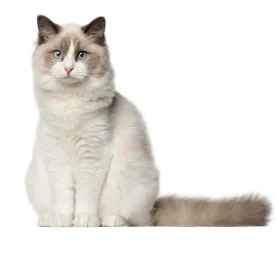 Ragdoll