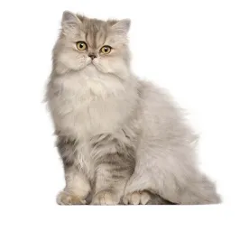 Persian Long Hair