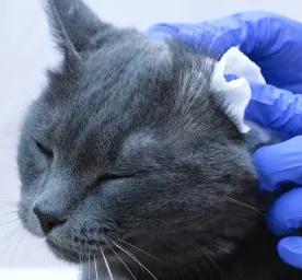 Cara Membersihkan Telinga Kucing
