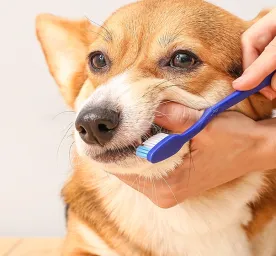 Cara Merawat Anjing Seputar Kesehatan Gigi
