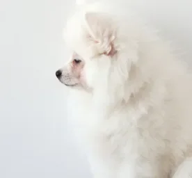 White dog