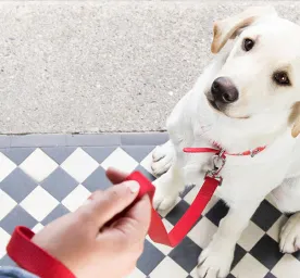 Dog on a leash