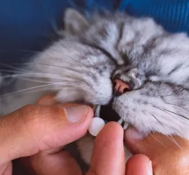 Efektif Ini Cara Mengobati Kucing yang Sering Bersin