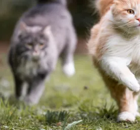Kenali Jenis-jenis Keturunan Kucing di Dunia, Mana Favoritmu