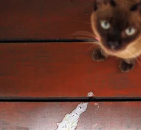 Kucing Muntah Busa Putih, Berbahayakah