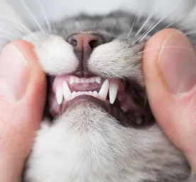 Kucing Sakit Gigi Gejala Penyebab dan Perawatan Tepat