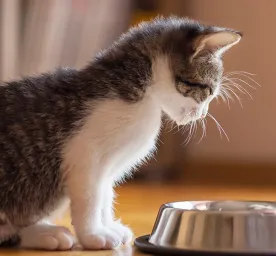 Makanan Kucing Kecil Cara Merawat Anak Kucing Baru Lahir