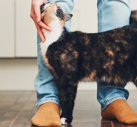 Perbandingan Usia Kucing dan Manusia