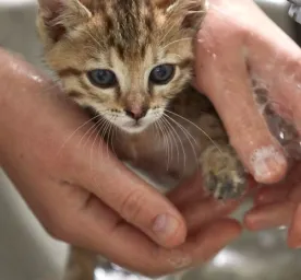 Rahasia Memandikan Anakan Kucing dengan Aman dan Nyaman
